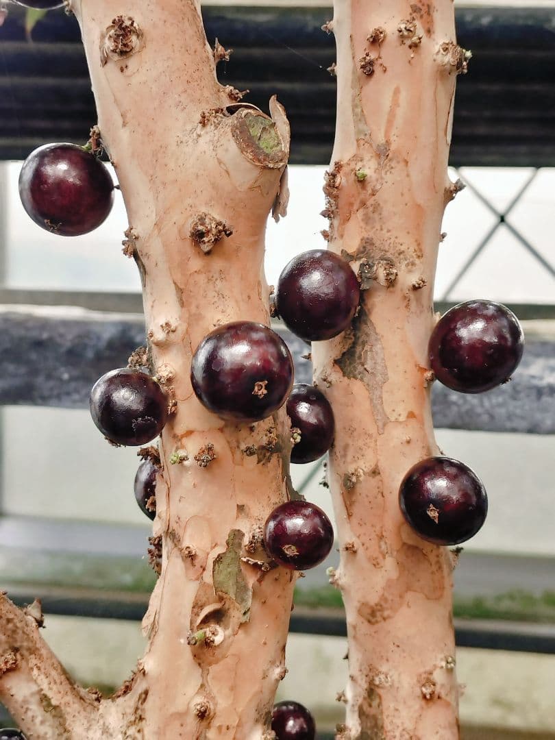 ✿年末セール ジャボチカバ 四季成り 大葉系 サバラ 実生苗10年以上経過(5)