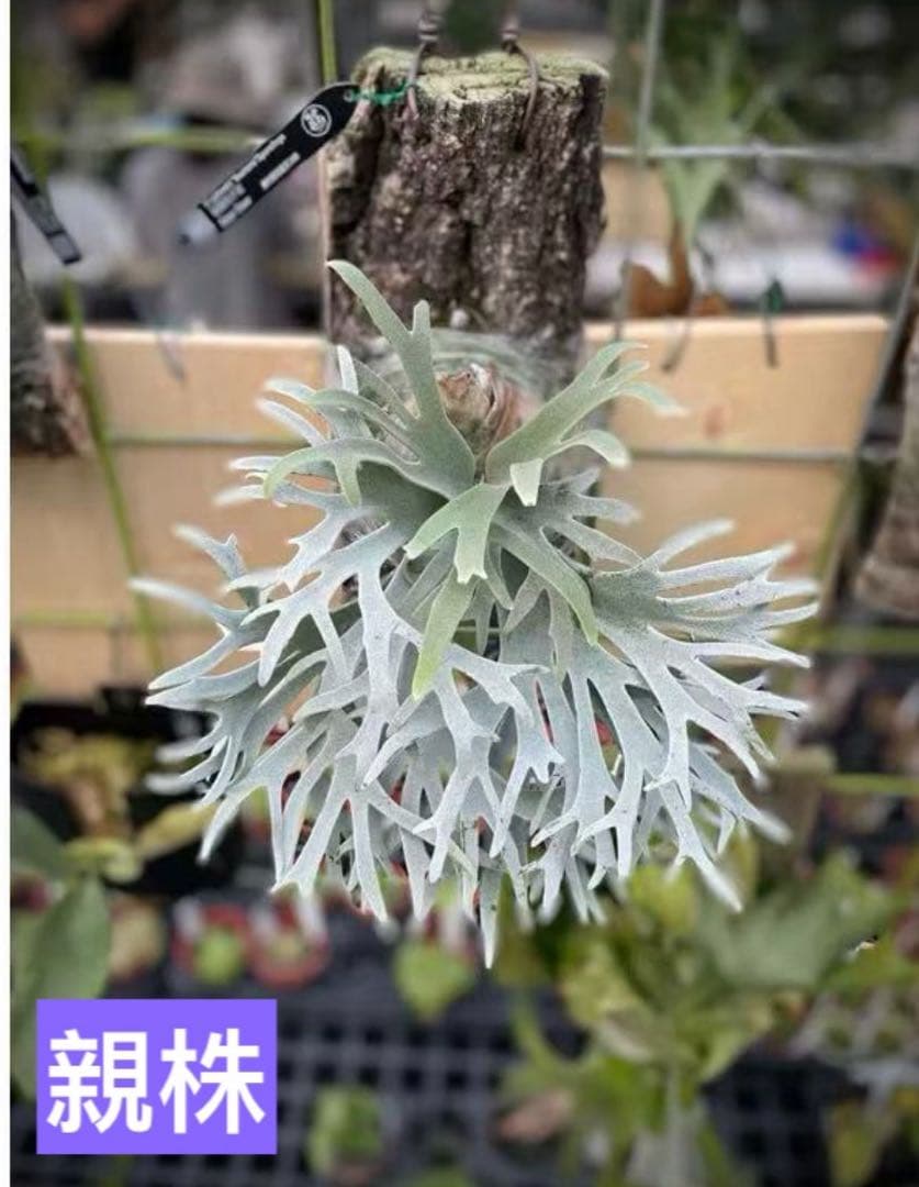 ビカクシダ ウィリンキー バクテリア胞子培養苗 - メルカリ