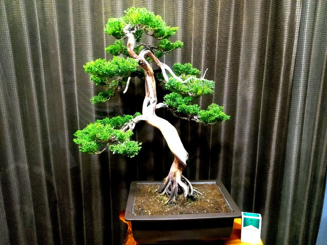 【樹齢 50年超　真柏盆栽】　　　　⭕プロも絶賛の一品❗