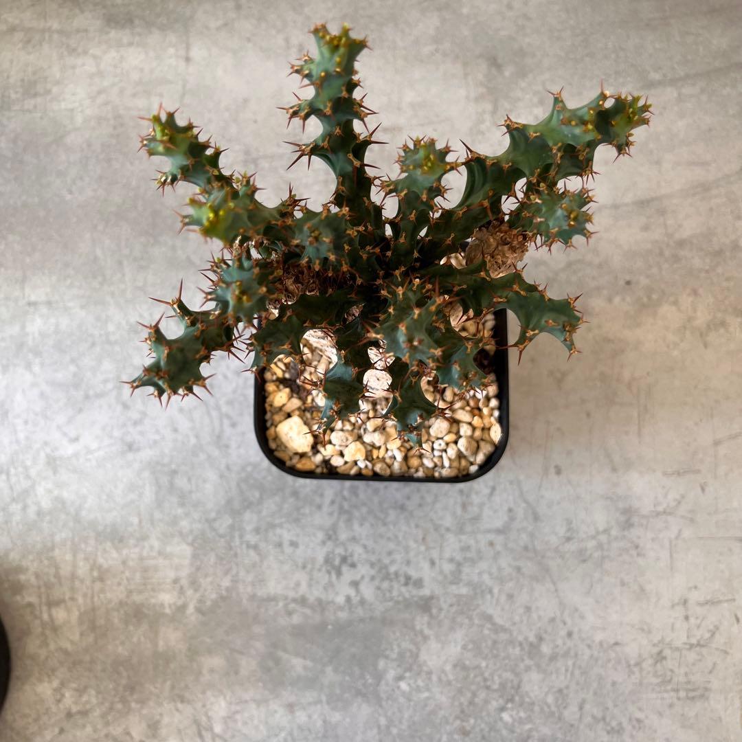 ユーフォルビア　クラビゲラ　現地球　Euphorbia clavigera