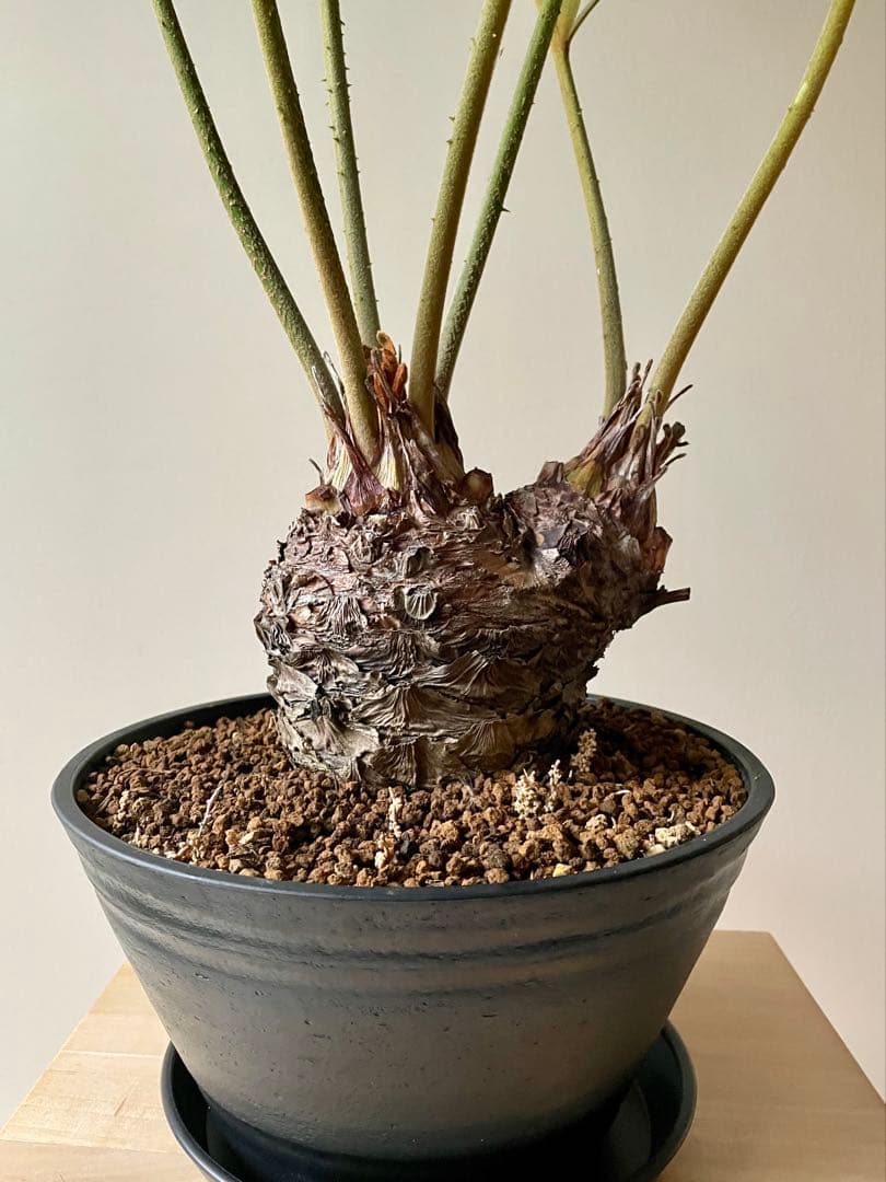 ザミア　フルフラセア　多頭　大株　希少　メキシコソテツ　ヒロハザミア