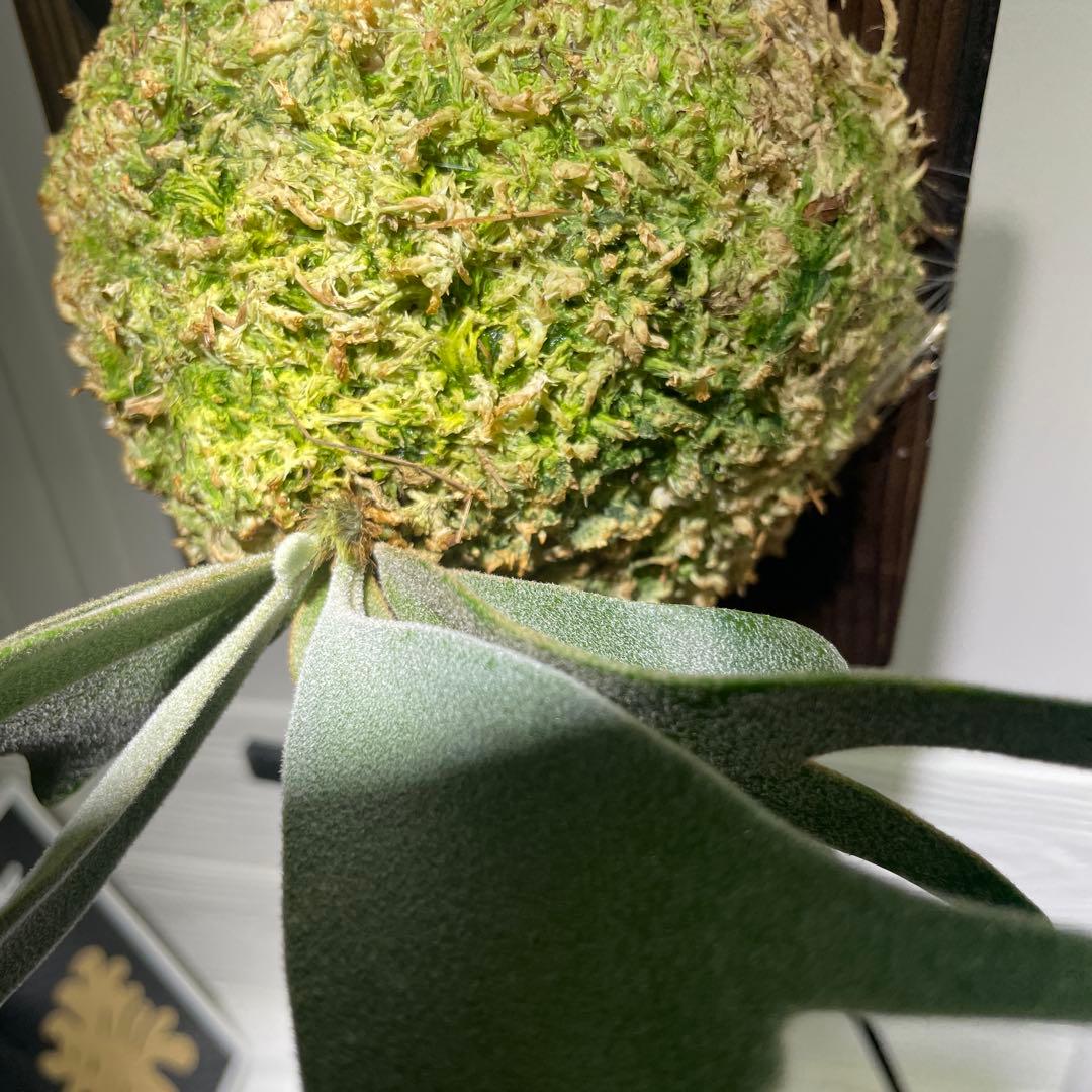 ビカクシダP. willinckii IZANAGI 伊弉諾イザナギ　子株#40