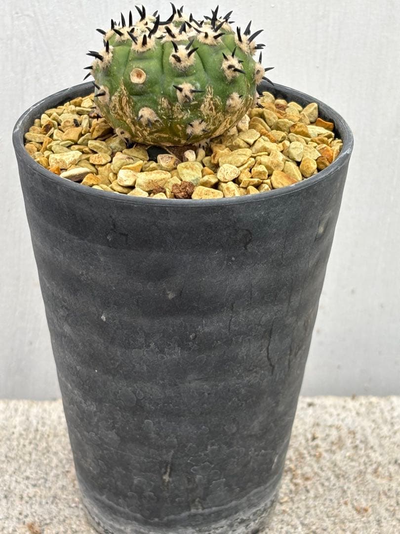 コピアポア　佐野短刺黒王丸　モンストローサ　シネレア　ラスト