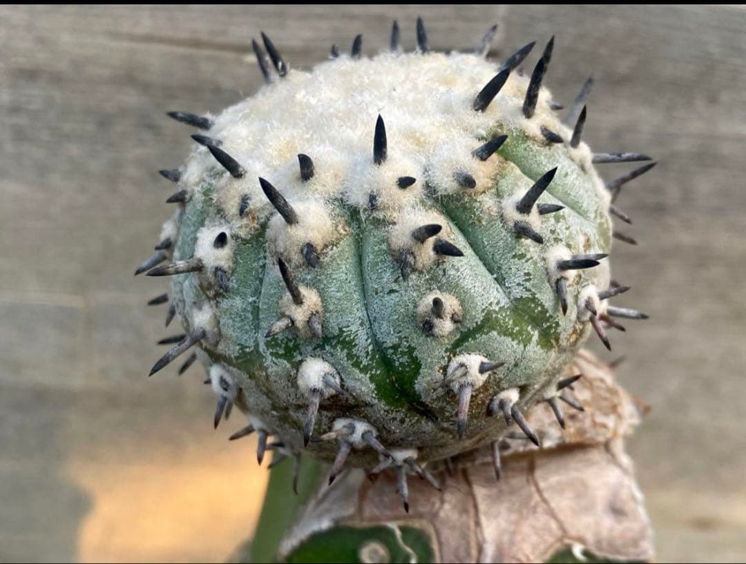 コピアポア　佐野短刺黒王丸　モンストローサ　シネレア　ラスト