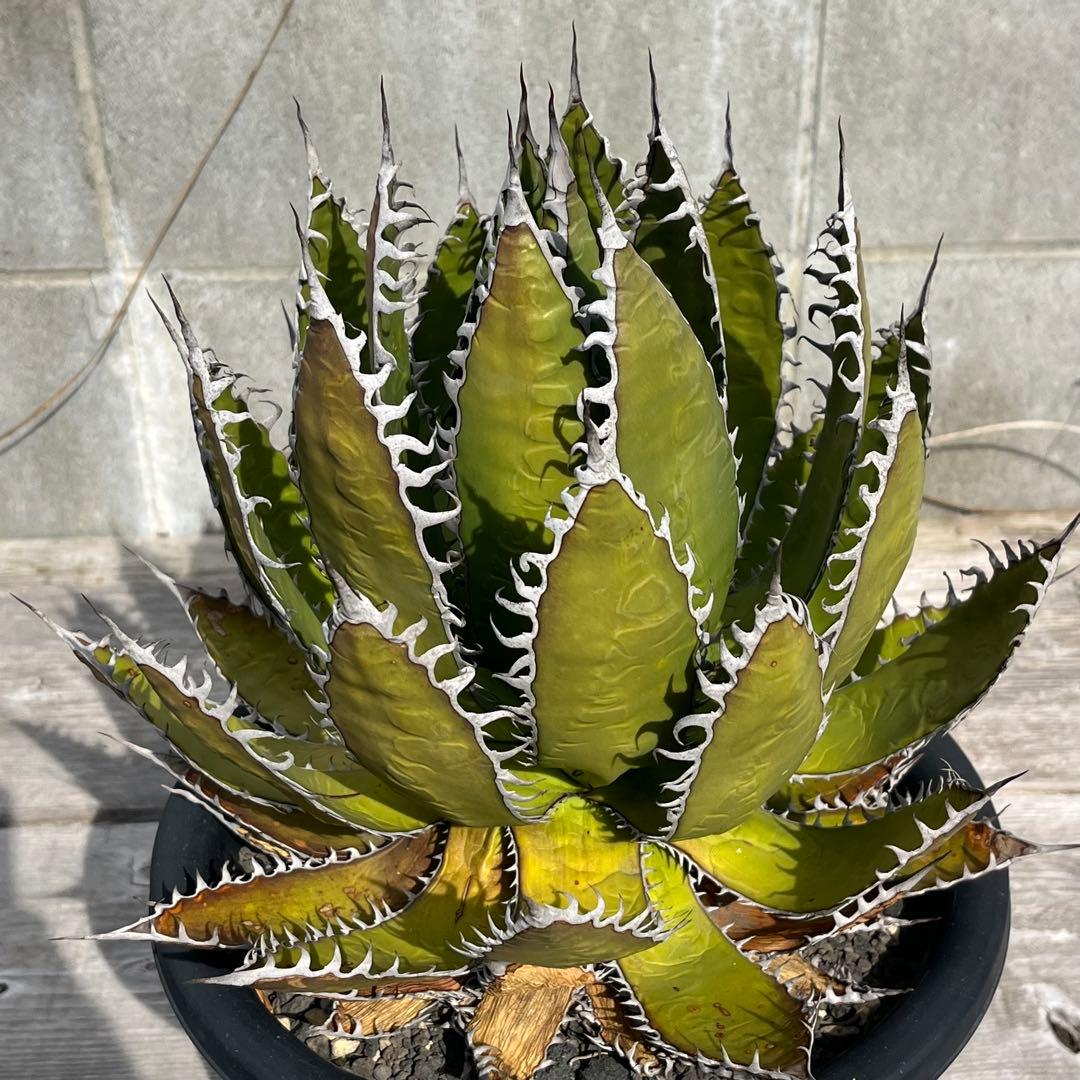 アガベ　ホリダ　大株　サボテン　ドライガーデン　ユッカ　アロエ