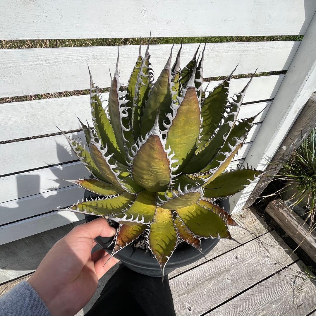 アガベ　ホリダ　大株　サボテン　ドライガーデン　ユッカ　アロエ