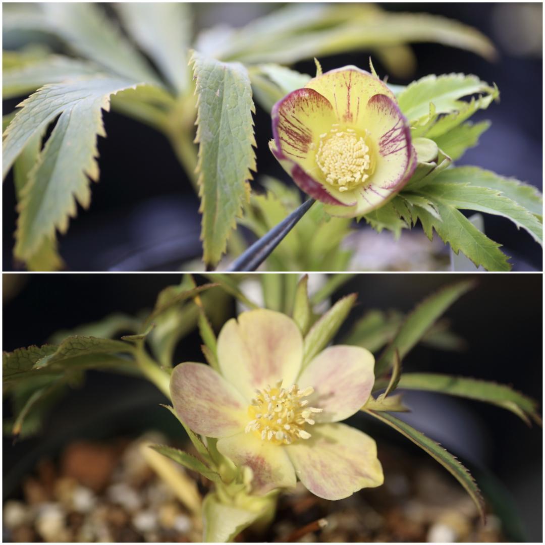 Dariahrose クリスマスローズ 苗 セット