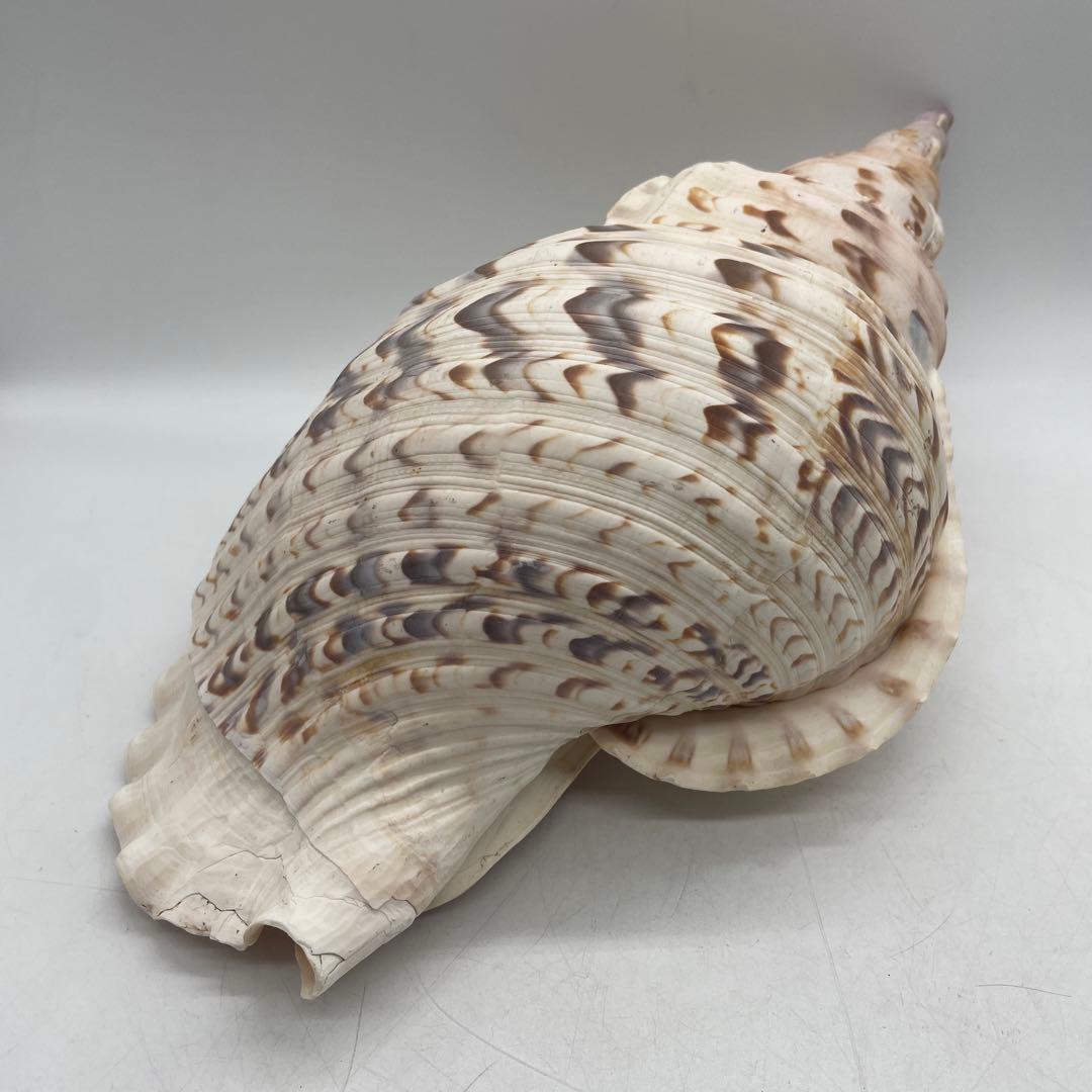 特大 法螺貝 山伏 無量寿経 法華経 螺役 戦国時代 ホラガイ科 和楽器