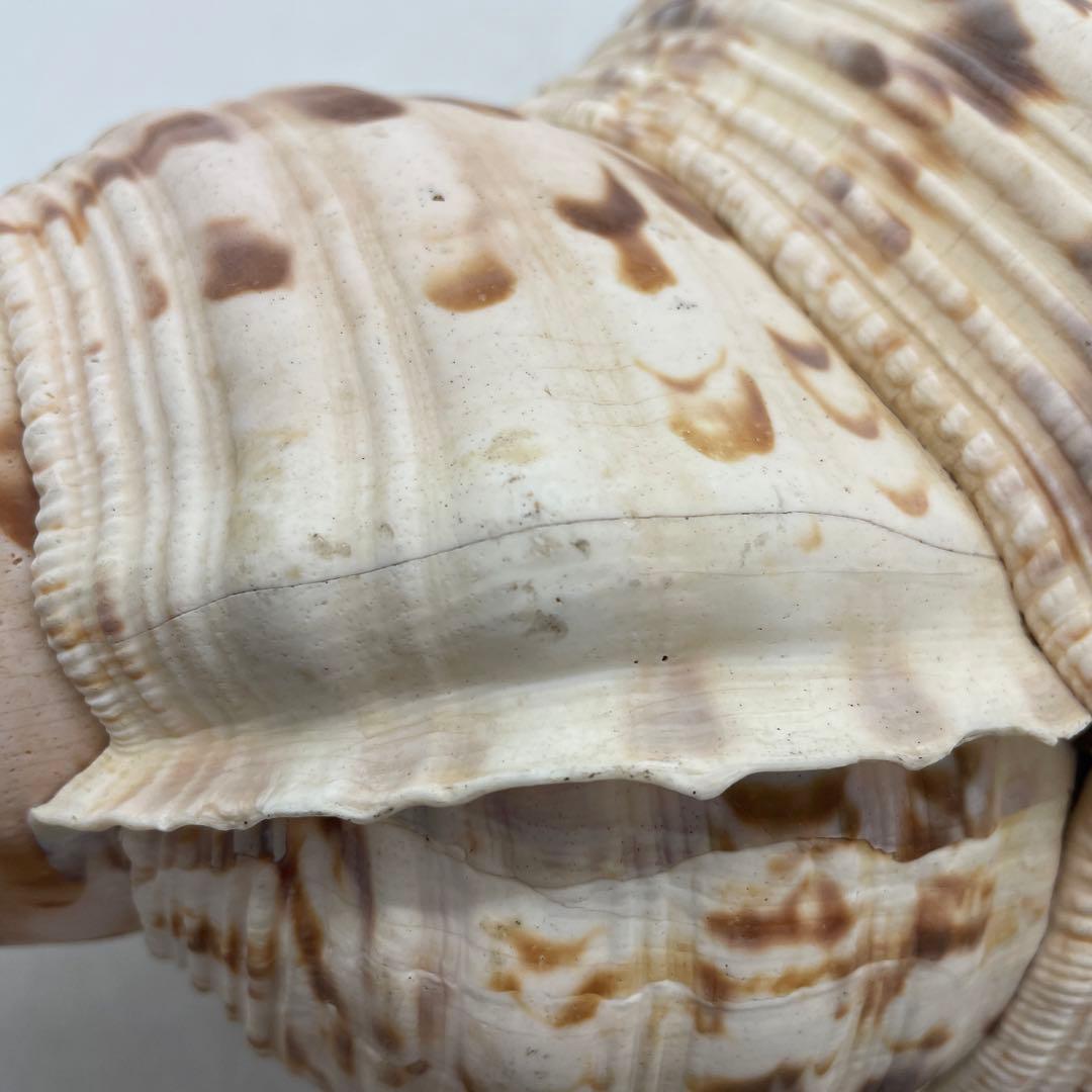 特大 法螺貝 山伏 無量寿経 法華経 螺役 戦国時代 ホラガイ科 和楽器