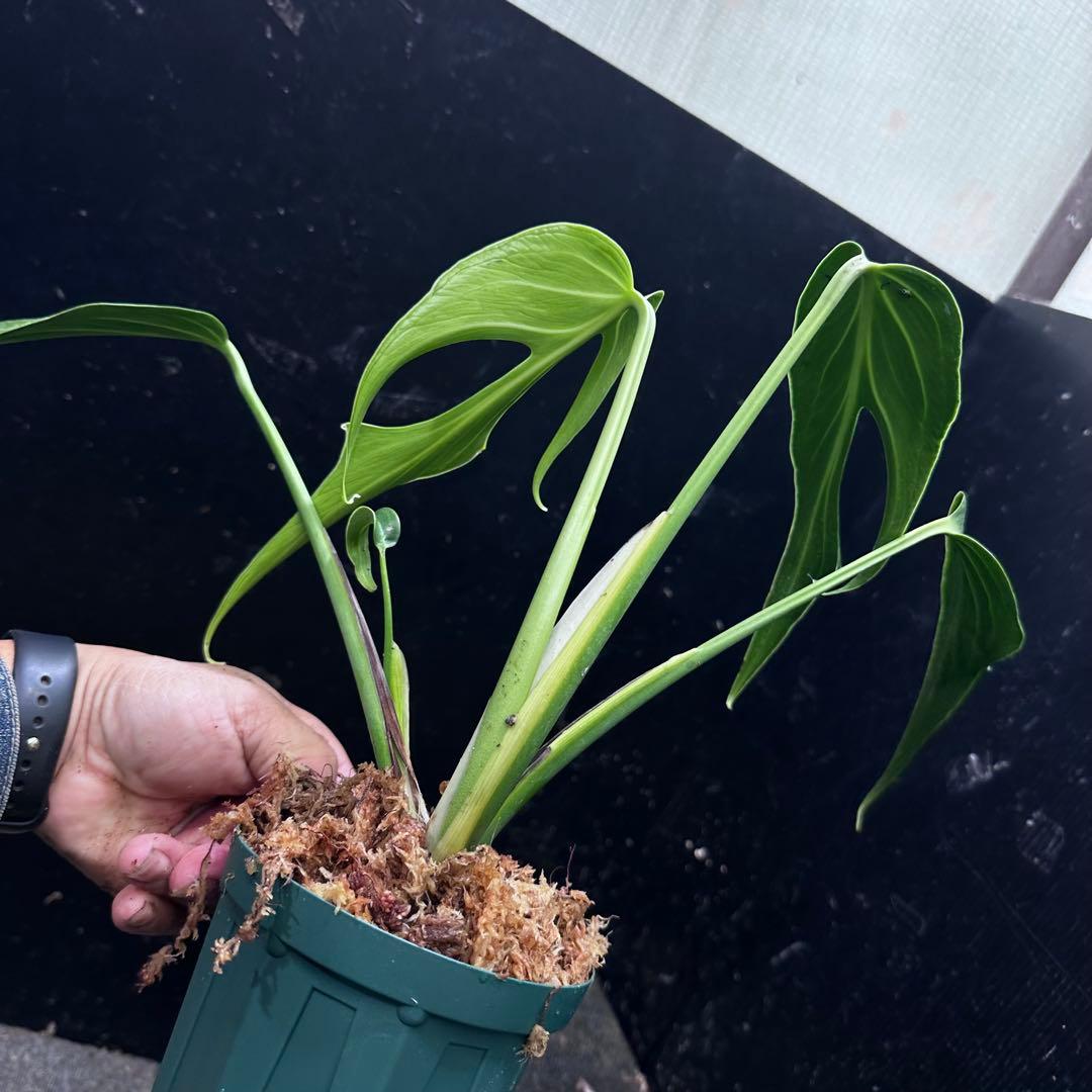 ふ*み様 モンステラデリシオーサバールマルクスフレーム4号鉢植え大株美株レア