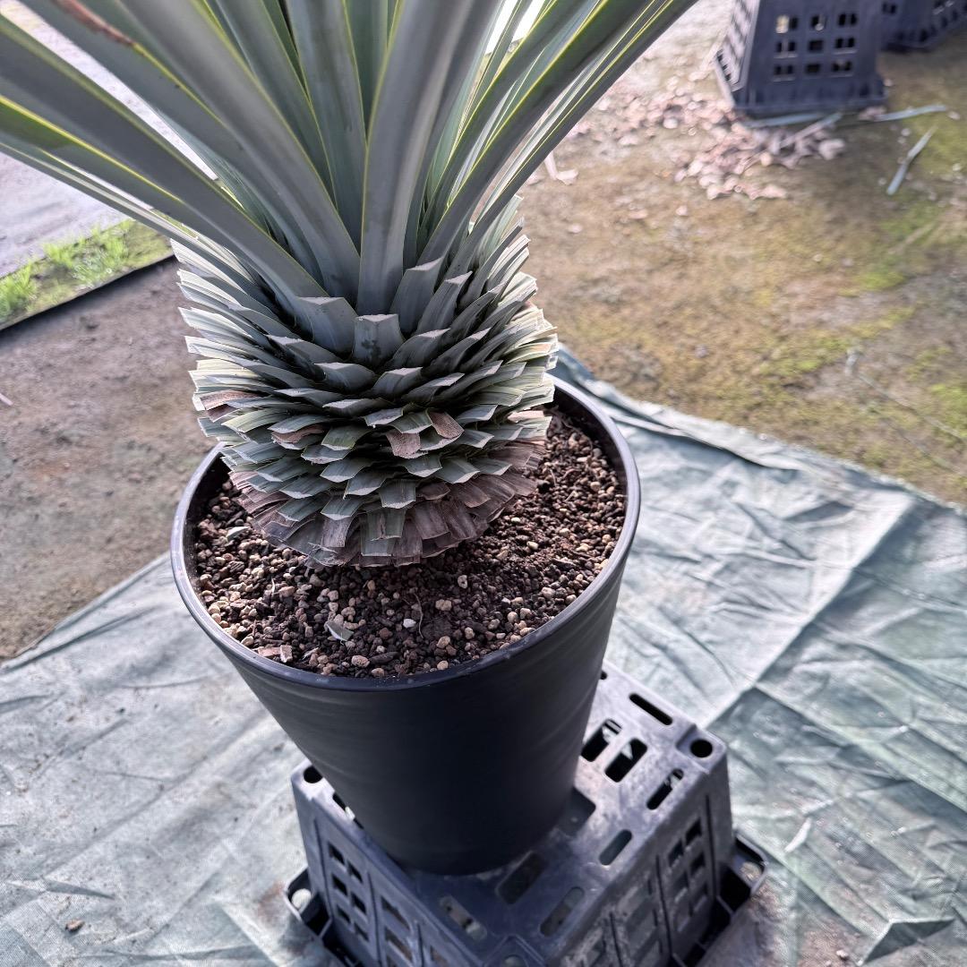 じ*歩様 【AL1126】ユッカ　リギダ