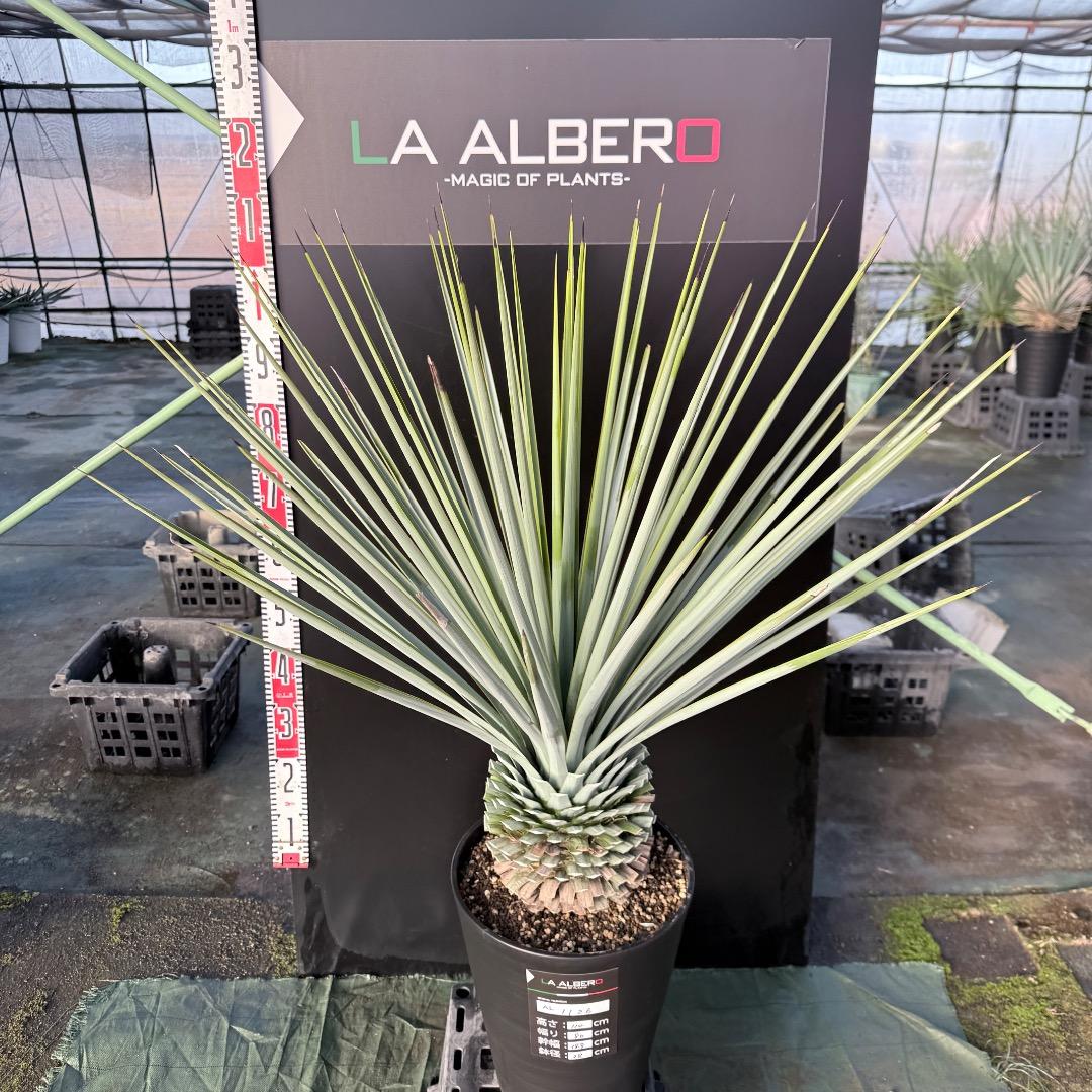 じ*歩様 【AL1126】ユッカ　リギダ