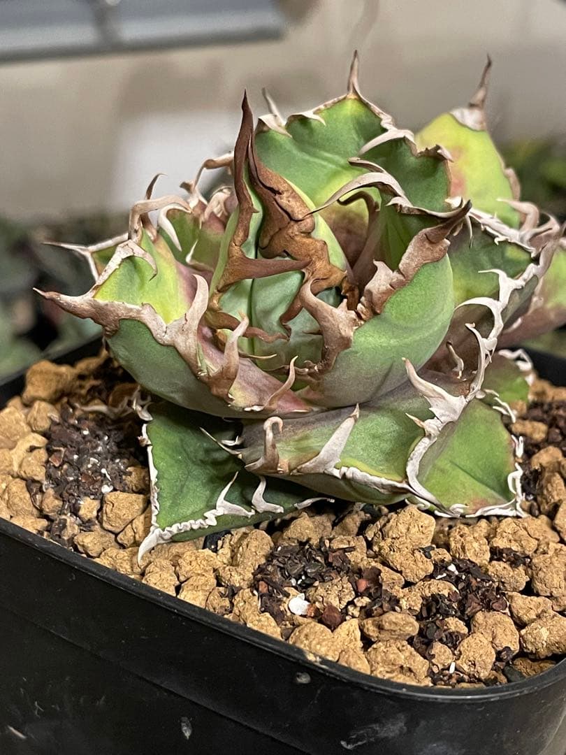 lize  シーザー　caesar  ダブルヘッド　オテロイ　チタノタ　アガベ