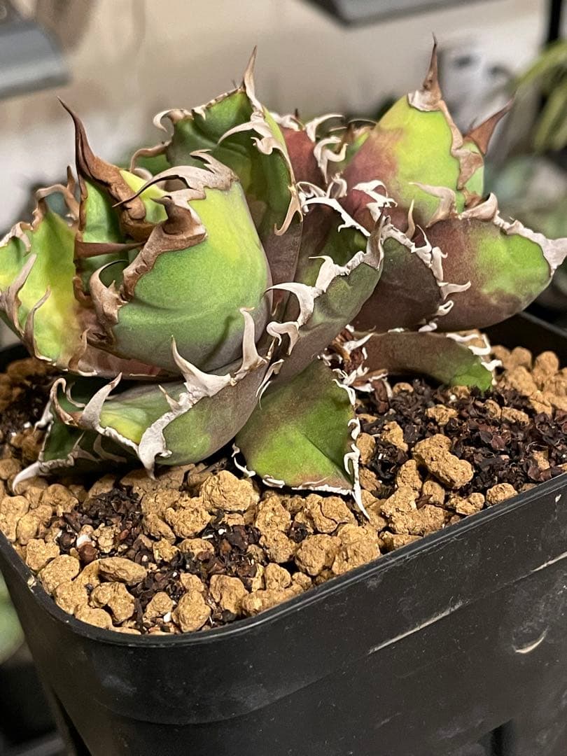 lize  シーザー　caesar  ダブルヘッド　オテロイ　チタノタ　アガベ