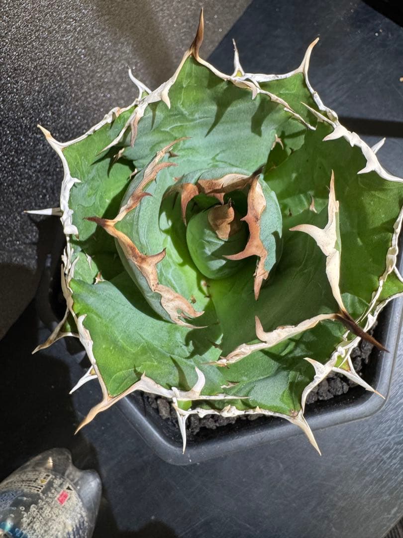 アガベ オアハカ 現地球 まんまる