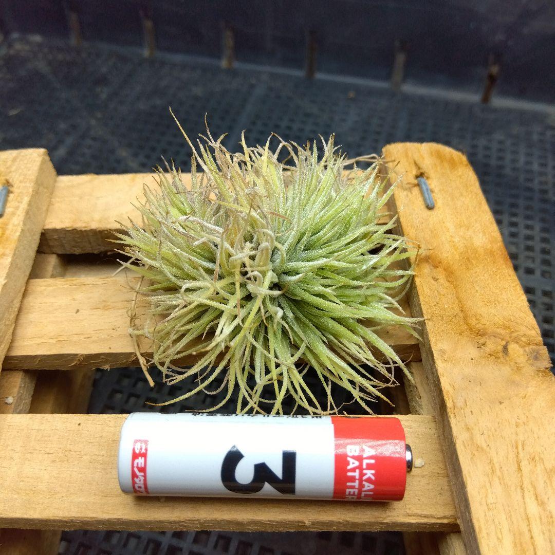 ブロメリア・エアープランツ Tillandsia ionantha 'monstrose'