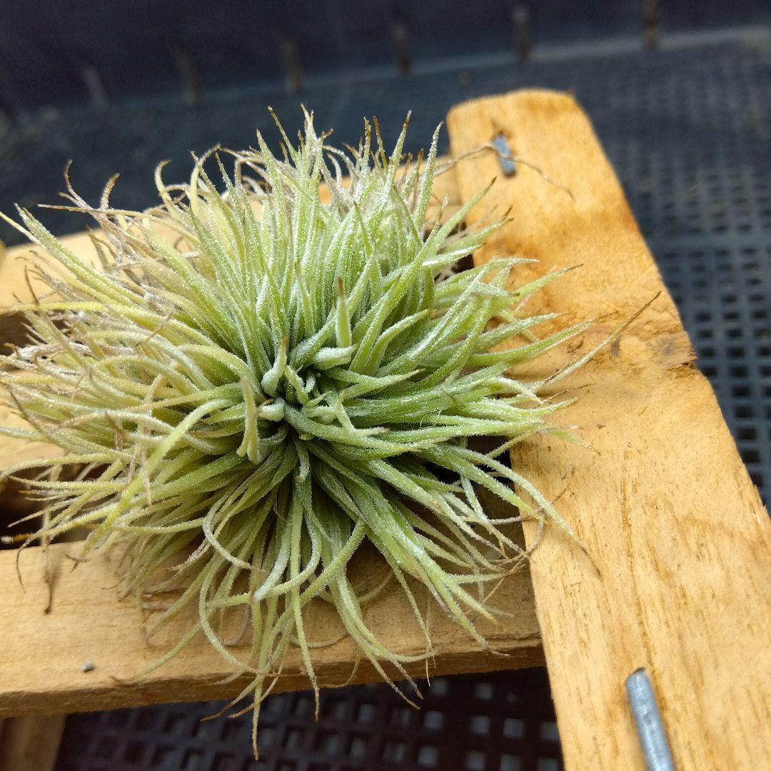 ブロメリア・エアープランツ Tillandsia ionantha 'monstrose'