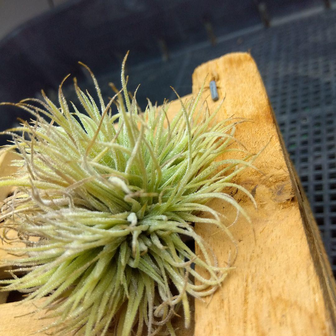 ブロメリア・エアープランツ Tillandsia ionantha 'monstrose'