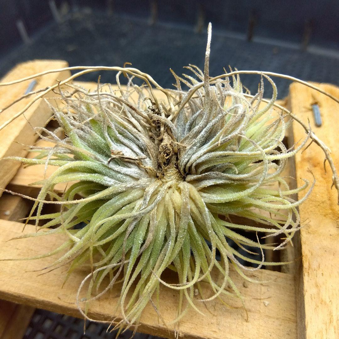 ブロメリア・エアープランツ Tillandsia ionantha 'monstrose'