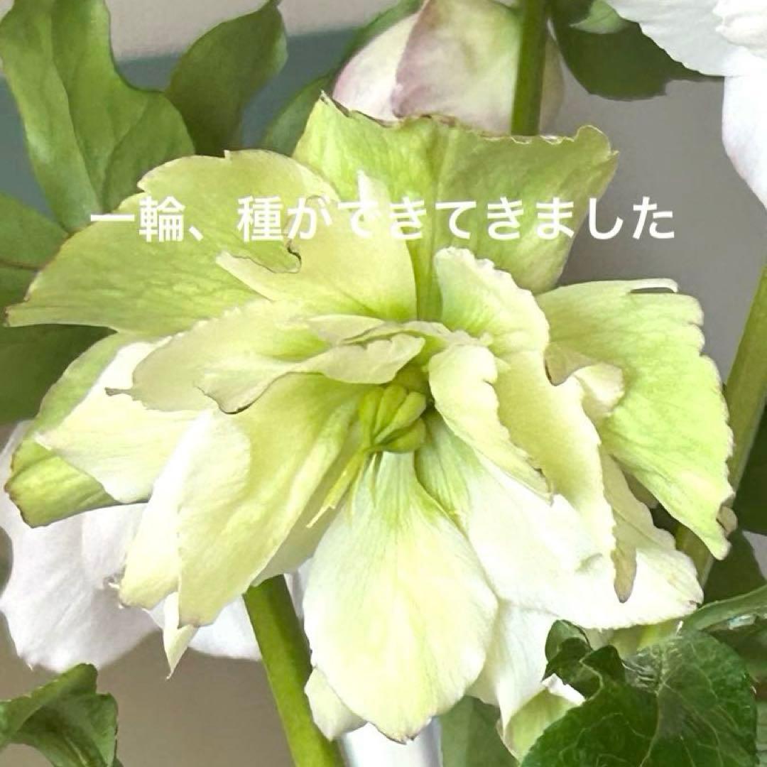 【野田園芸】クリスマスローズ　ダブル　ホワイト系ピコティ　《1/25》