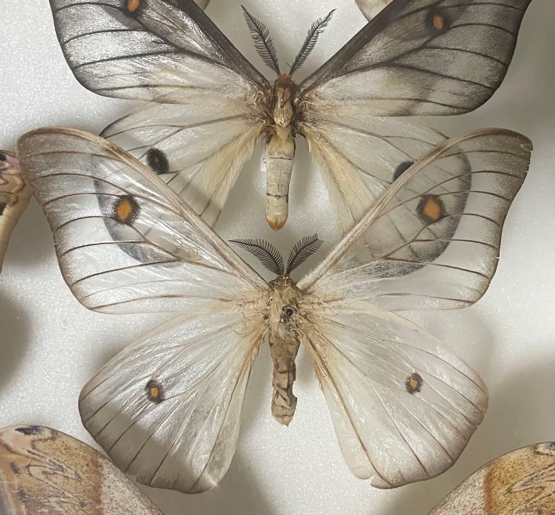 蝶 蛾 標本 アポロヤママユ ②
