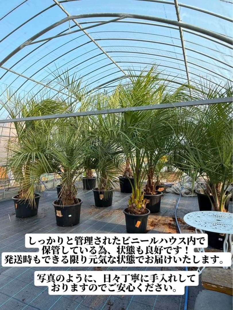 ココスヤシシルバーリーフ 【極太】葉先180cm 幹回り120cm 幹高50cm