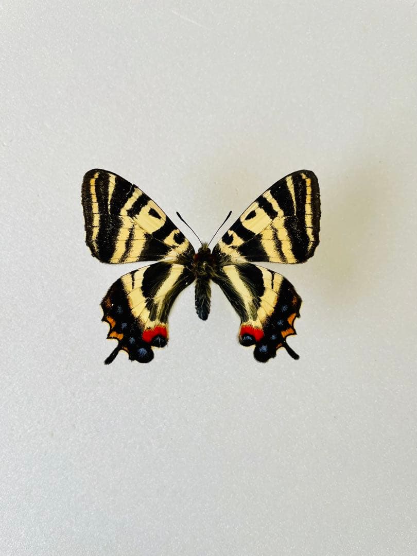 ユーフォリオン ミドリメガネトリバネアゲハ♂金紋発達型♀白化型 異常