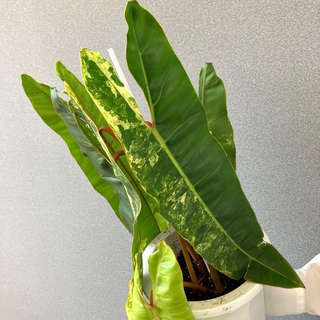 超希少・特大葉45cm！】タイ直輸入 フィロデンドロン ビレッティア 斑入り