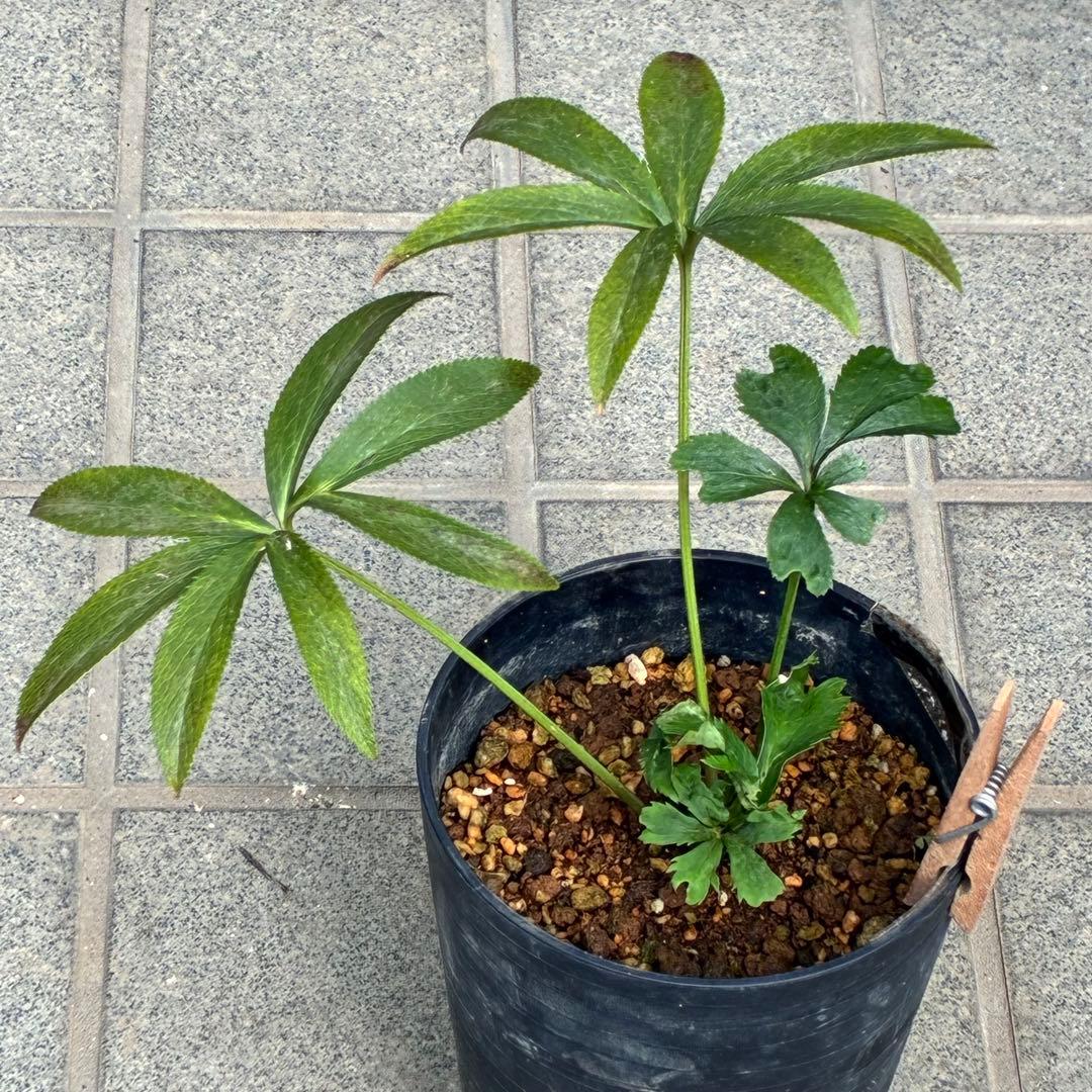 ラ*ク様 ☘️ラスト2☘️超レア☘️❤️根充実❤️沢山新芽元気株❤️645【❤️