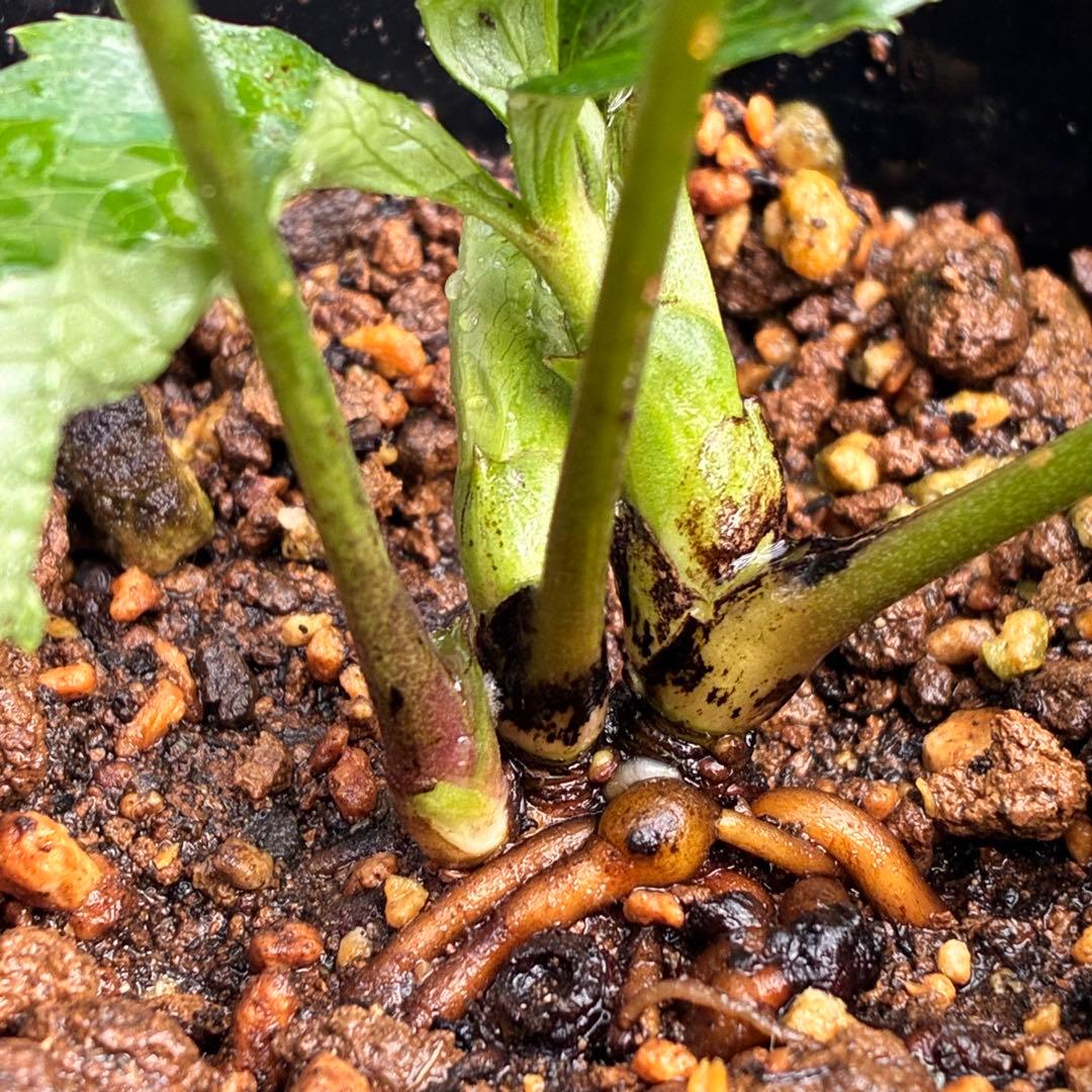 ラ*ク様 ☘️ラスト2☘️超レア☘️❤️根充実❤️沢山新芽元気株❤️645【❤️