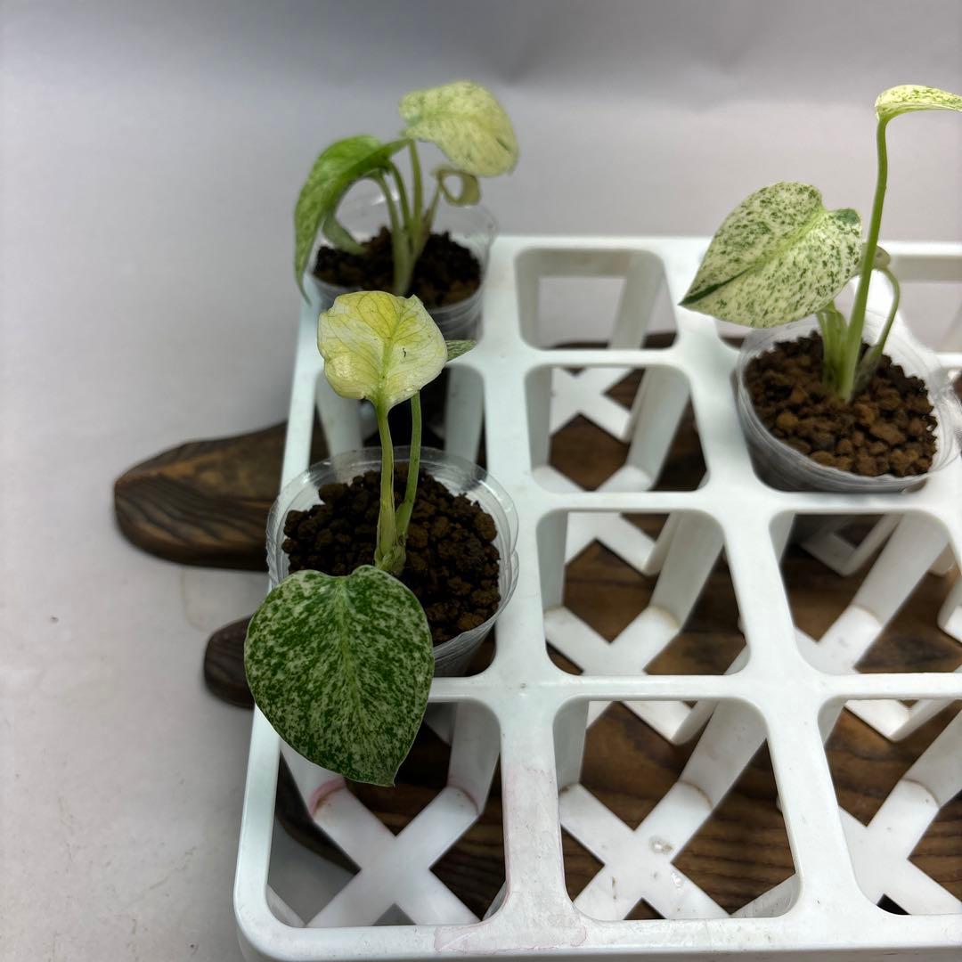 ロ*ィ様 lsw659【特別選抜】ホワイトモンスター／天津蘭 モンステラ斑入り