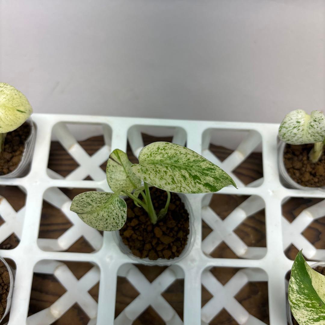 ロ*ィ様 lsw659【特別選抜】ホワイトモンスター／天津蘭 モンステラ斑入り