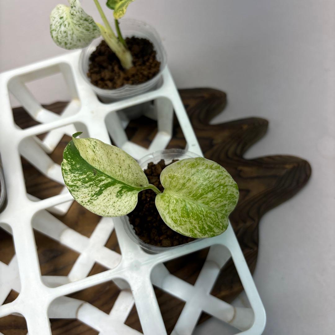 ロ*ィ様 lsw659【特別選抜】ホワイトモンスター／天津蘭 モンステラ斑入り