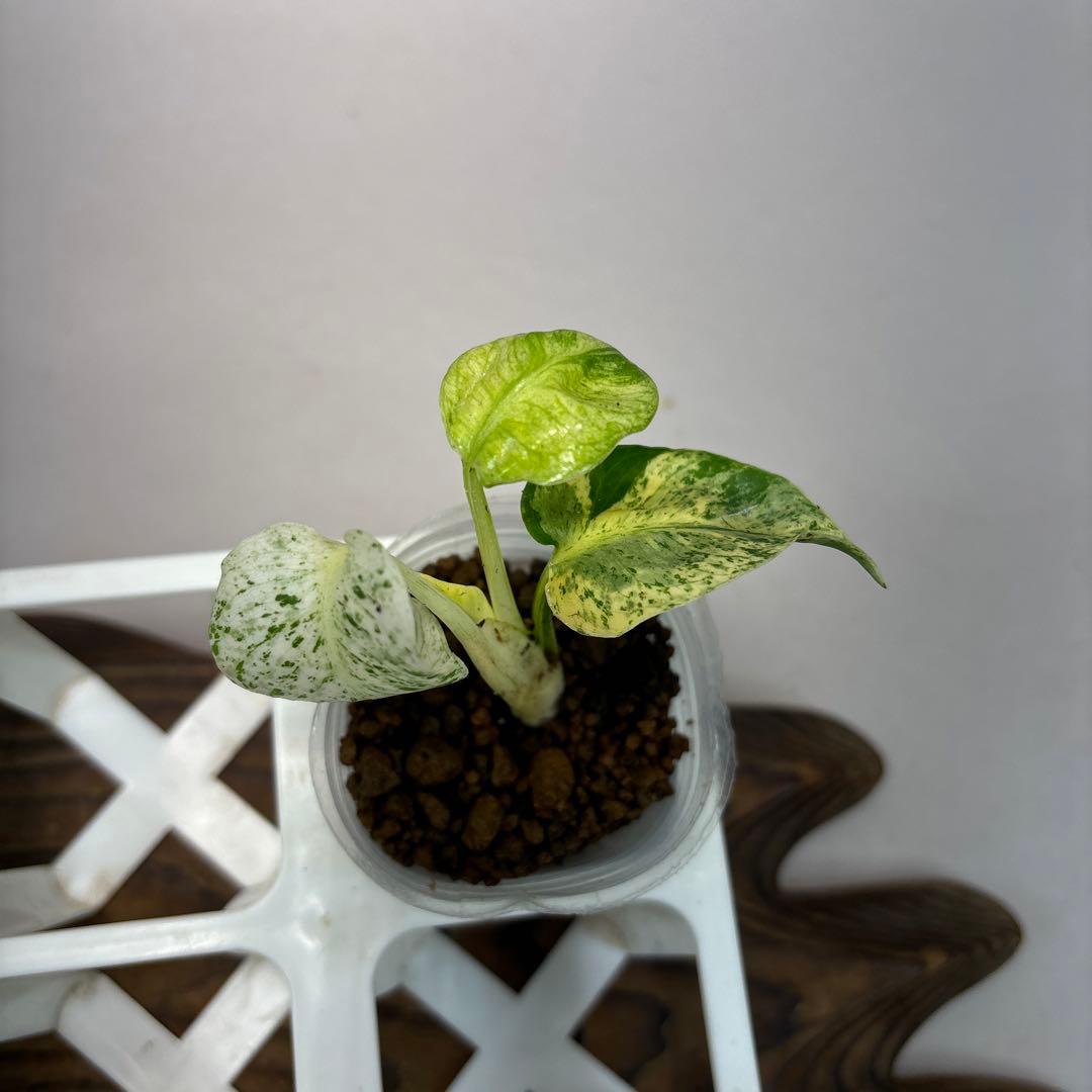 ロ*ィ様 lsw659【特別選抜】ホワイトモンスター／天津蘭 モンステラ斑入り