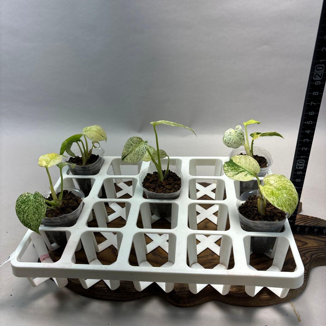 ロ*ィ様 lsw659【特別選抜】ホワイトモンスター／天津蘭 モンステラ斑入り