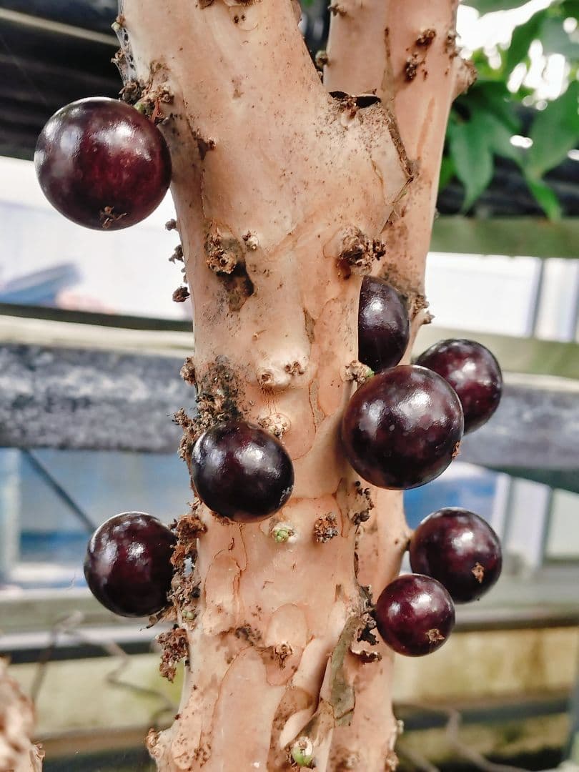 ✿年末セール ジャボチカバ 四季成り 大葉系 サバラ 実生苗10年以上経過(4)