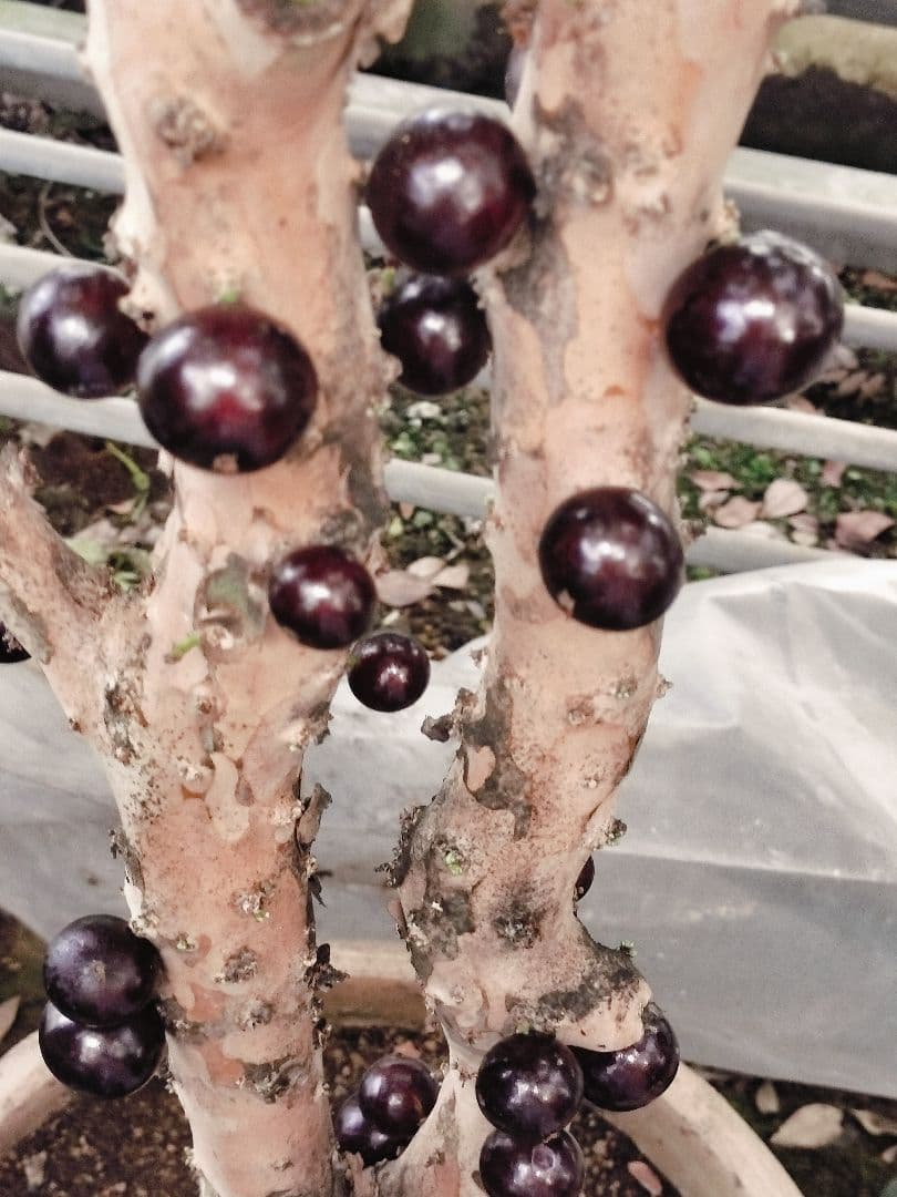 ✿年末セール ジャボチカバ 四季成り 大葉系 サバラ 実生苗10年以上経過(4)