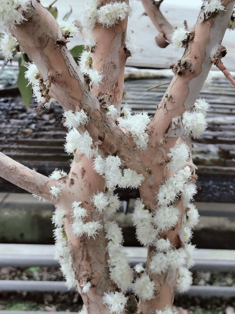 ✿年末セール ジャボチカバ 四季成り 大葉系 サバラ 実生苗10年以上経過(4)