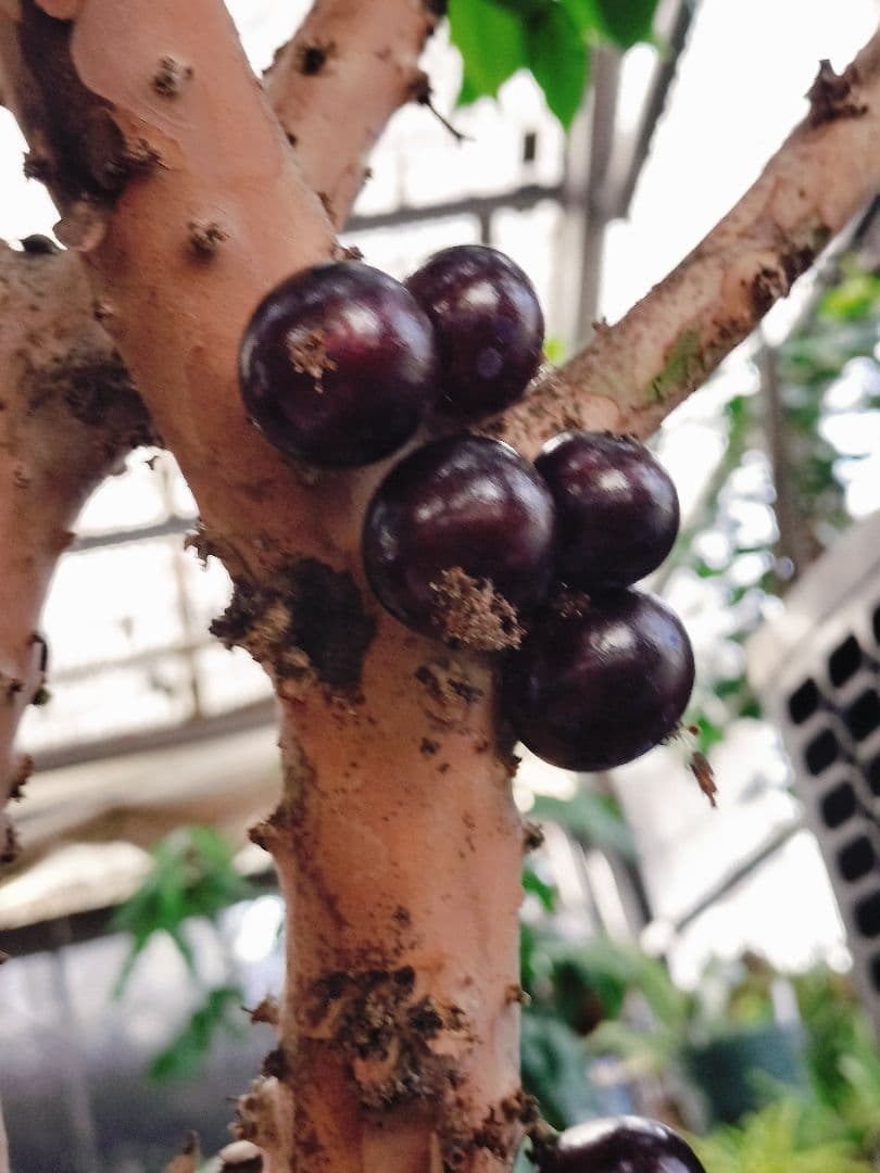 ✿年末セール ジャボチカバ 四季成り 大葉系 サバラ 実生苗10年以上経過(4)