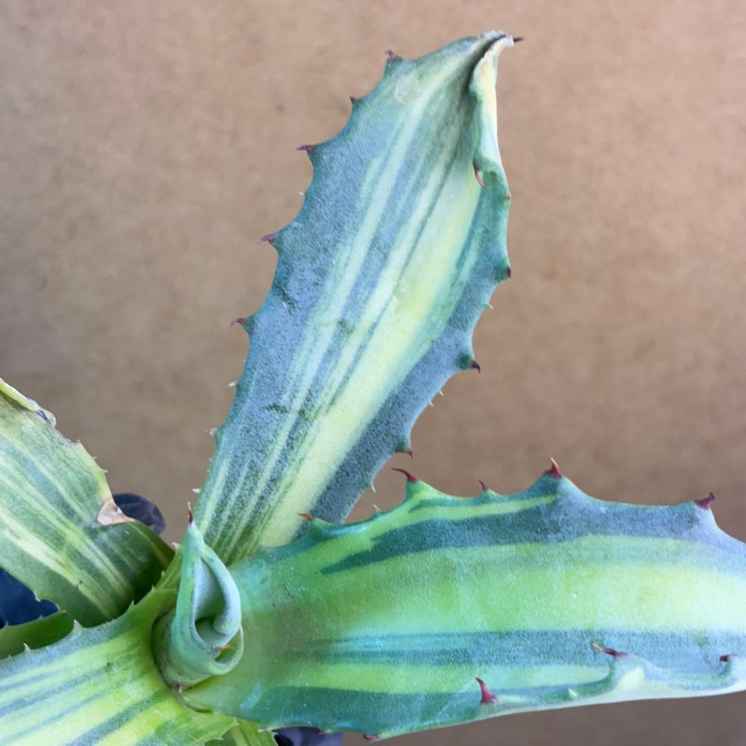 H*g様 アガベ フェロックス錦 極上株 縞斑錦 永久斑 超希有 - メルカリ