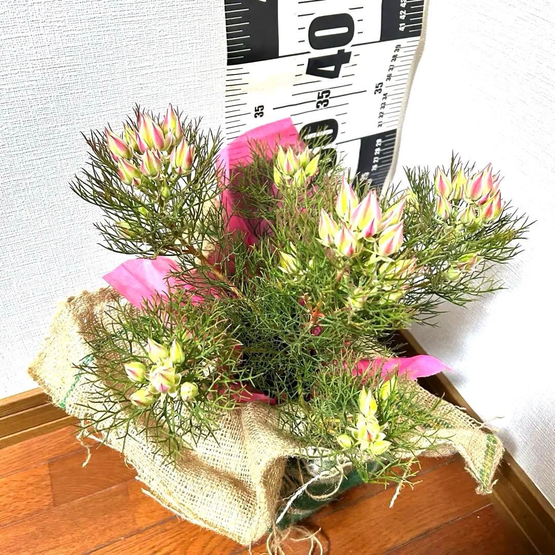 あ*き様 つぼみ64個！特A！セルリアプリティピンク現品発送致します。ラッピング