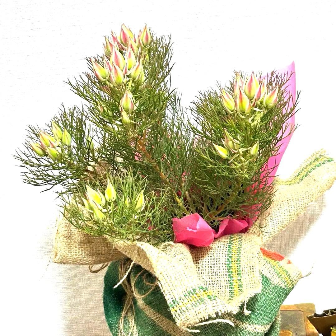 あ*き様 つぼみ64個！特A！セルリアプリティピンク現品発送致します。ラッピング