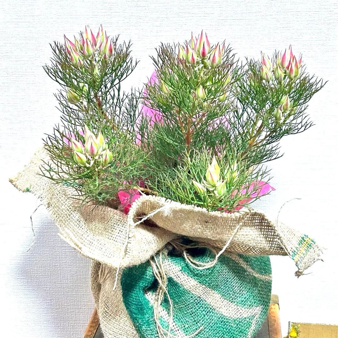 あ*き様 つぼみ64個！特A！セルリアプリティピンク現品発送致します。ラッピング