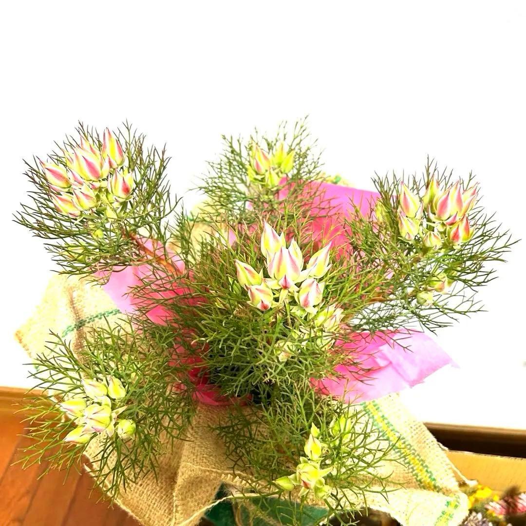 あ*き様 つぼみ64個！特A！セルリアプリティピンク現品発送致します。ラッピング