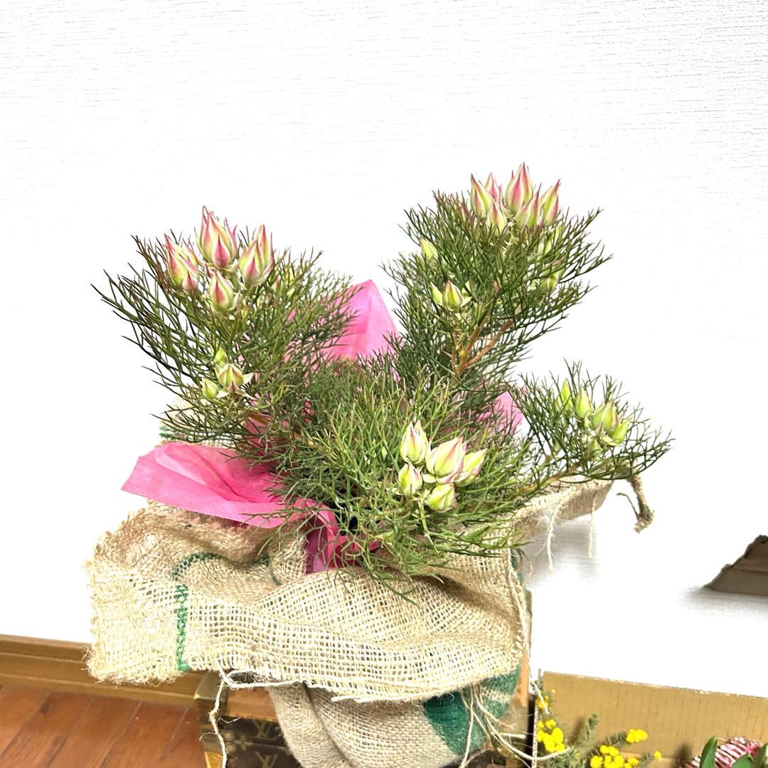 あ*き様 つぼみ64個！特A！セルリアプリティピンク現品発送致します。ラッピング