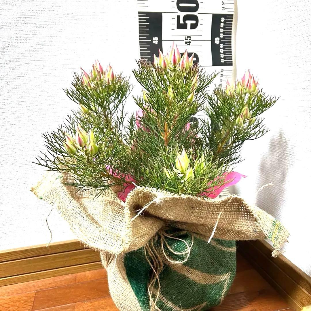 あ*き様 つぼみ64個！特A！セルリアプリティピンク現品発送致します。ラッピング