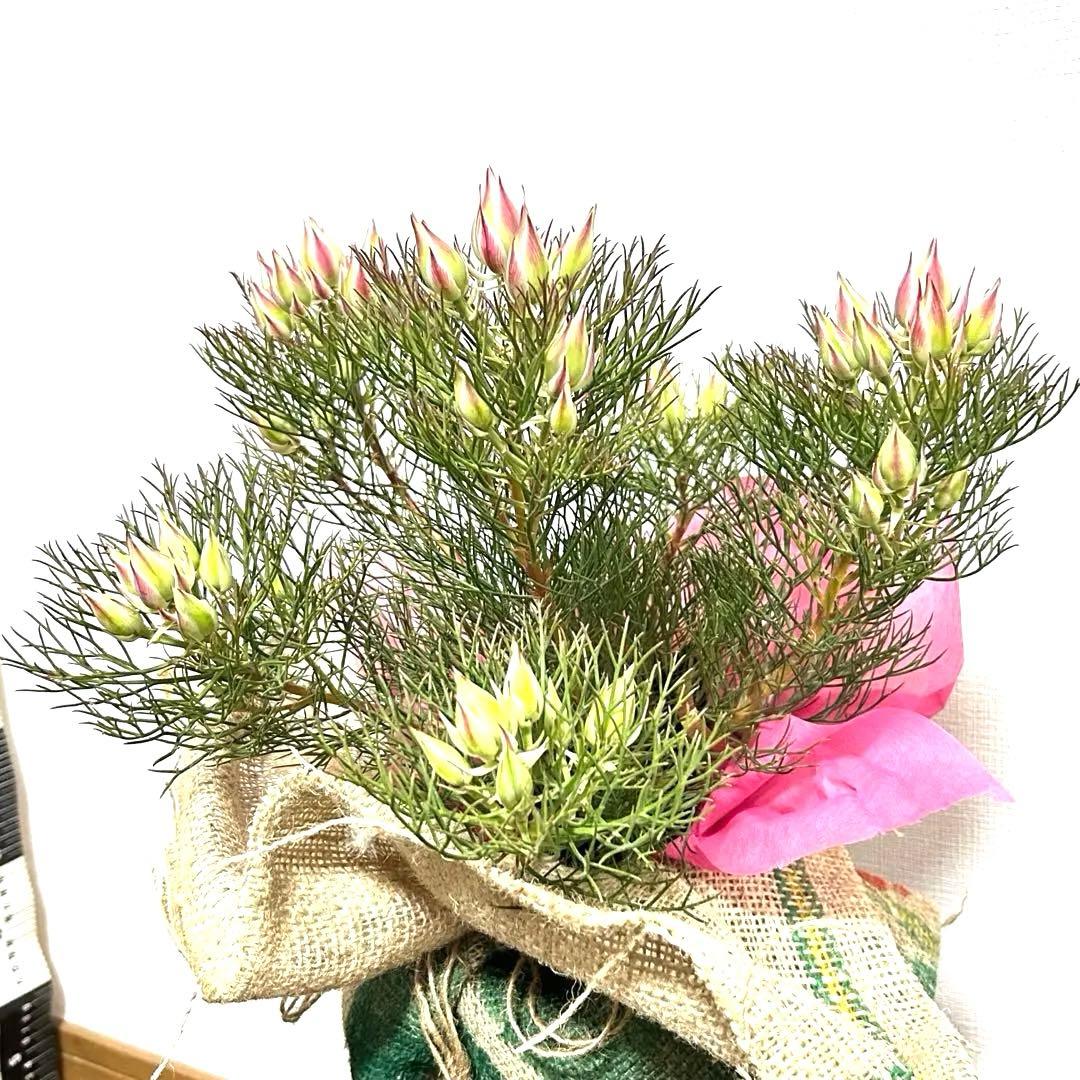 あ*き様 つぼみ64個！特A！セルリアプリティピンク現品発送致します。ラッピング