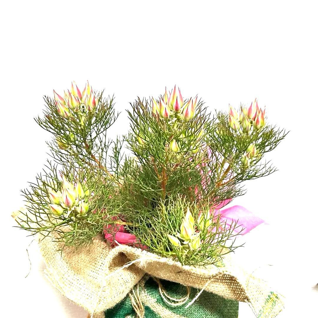 あ*き様 つぼみ64個！特A！セルリアプリティピンク現品発送致します。ラッピング