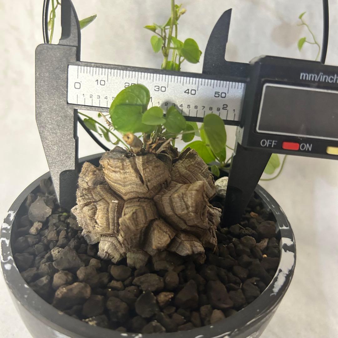 亀甲竜 (鉢入り) 5cm越え バキボコ割れ ディオスコレア　塊根植物