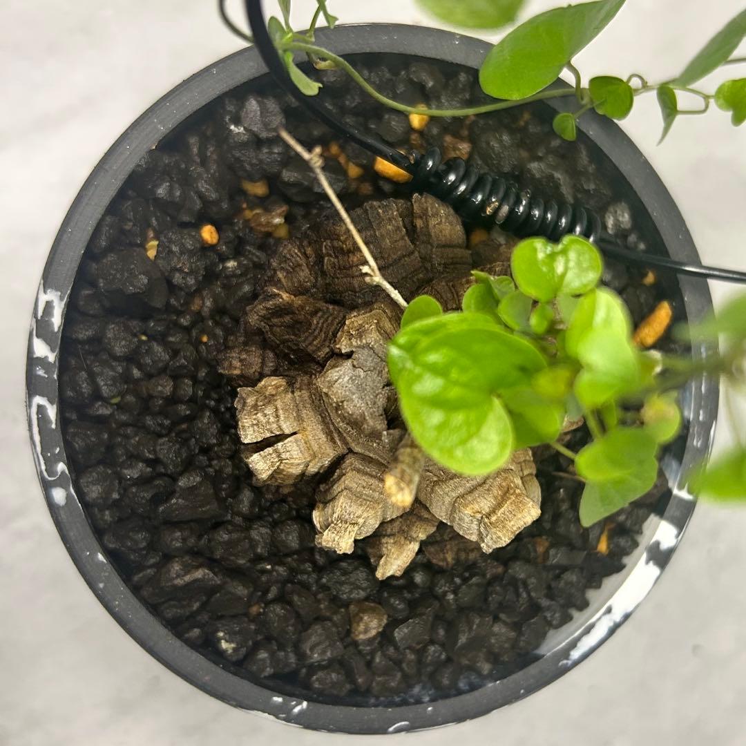 亀甲竜 (鉢入り) 5cm越え バキボコ割れ ディオスコレア　塊根植物